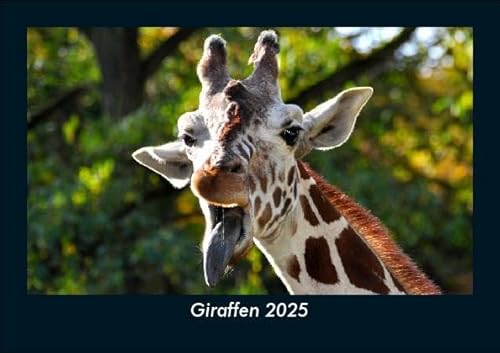 Giraffen 2025 Fotokalender DIN A5: Monatskalender mit Bild-Motiven von Haustieren, Bauernhof, wilden Tieren und Raubtieren Giraffen 2025 Fotokalender DIN A5: Monatskalender mit Bild-Motiven von Haustieren, Bauernhof, wilden Tieren und Raubtieren