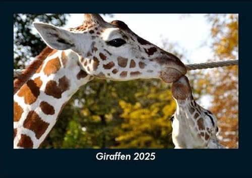Giraffen 2025 Fotokalender DIN A5: Monatskalender mit Bild-Motiven von Haustieren, Bauernhof, wilden Tieren und Raubtieren Giraffen 2025 Fotokalender DIN A5: Monatskalender mit Bild-Motiven von Haustieren, Bauernhof, wilden Tieren und Raubtieren