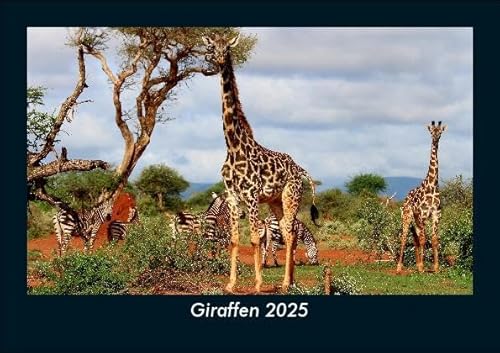 Giraffen 2025 Fotokalender DIN A5: Monatskalender mit Bild-Motiven von Haustieren, Bauernhof, wilden Tieren und Raubtieren Giraffen 2025 Fotokalender DIN A5: Monatskalender mit Bild-Motiven von Haustieren, Bauernhof, wilden Tieren und Raubtieren