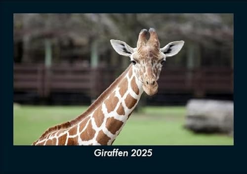 Giraffen 2025 Fotokalender DIN A5: Monatskalender mit Bild-Motiven von Haustieren, Bauernhof, wilden Tieren und Raubtieren Giraffen 2025 Fotokalender DIN A5: Monatskalender mit Bild-Motiven von Haustieren, Bauernhof, wilden Tieren und Raubtieren