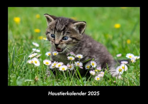 Haustierkalender 2025 Fotokalender DIN A3: Monatskalender mit Bild-Motiven von Haustieren, Bauernhof, wilden Tieren und Raubtieren Haustierkalender 2025 Fotokalender DIN A3: Monatskalender mit Bild-Motiven von Haustieren, Bauernhof, wilden Tieren und Raubtieren