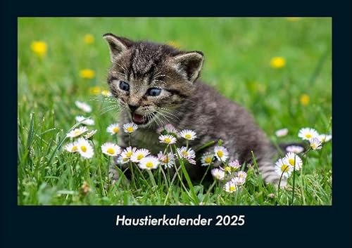 Haustierkalender 2025 Fotokalender DIN A4: Monatskalender mit Bild-Motiven von Haustieren, Bauernhof, wilden Tieren und Raubtieren Haustierkalender 2025 Fotokalender DIN A4: Monatskalender mit Bild-Motiven von Haustieren, Bauernhof, wilden Tieren und Raubtieren