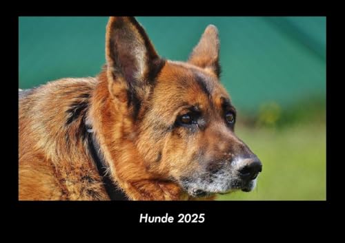 Hunde 2025 Fotokalender DIN A3: Monatskalender mit Bild-Motiven von Haustieren, Bauernhof, wilden Tieren und Raubtieren Hunde 2025 Fotokalender DIN A3: Monatskalender mit Bild-Motiven von Haustieren, Bauernhof, wilden Tieren und Raubtieren