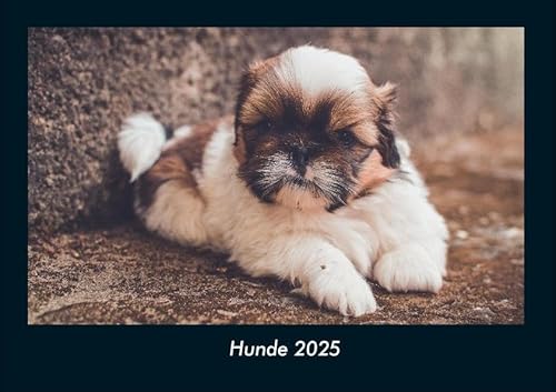 Hunde 2025 Fotokalender DIN A4: Monatskalender mit Bild-Motiven von Haustieren, Bauernhof, wilden Tieren und Raubtieren Hunde 2025 Fotokalender DIN A4: Monatskalender mit Bild-Motiven von Haustieren, Bauernhof, wilden Tieren und Raubtieren