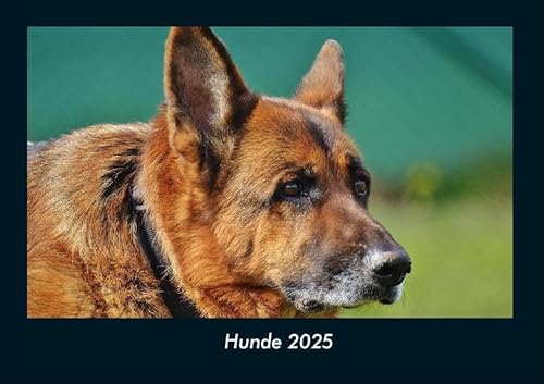 Hunde 2025 Fotokalender DIN A4: Monatskalender mit Bild-Motiven von Haustieren, Bauernhof, wilden Tieren und Raubtieren Hunde 2025 Fotokalender DIN A4: Monatskalender mit Bild-Motiven von Haustieren, Bauernhof, wilden Tieren und Raubtieren