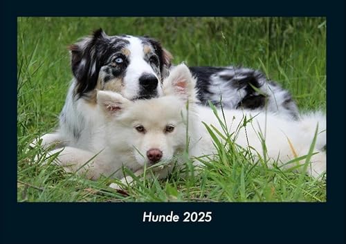 Hunde 2025 Fotokalender DIN A4: Monatskalender mit Bild-Motiven von Haustieren, Bauernhof, wilden Tieren und Raubtieren Hunde 2025 Fotokalender DIN A4: Monatskalender mit Bild-Motiven von Haustieren, Bauernhof, wilden Tieren und Raubtieren