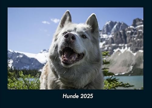 Hunde 2025 Fotokalender DIN A4: Monatskalender mit Bild-Motiven von Haustieren, Bauernhof, wilden Tieren und Raubtieren Hunde 2025 Fotokalender DIN A4: Monatskalender mit Bild-Motiven von Haustieren, Bauernhof, wilden Tieren und Raubtieren