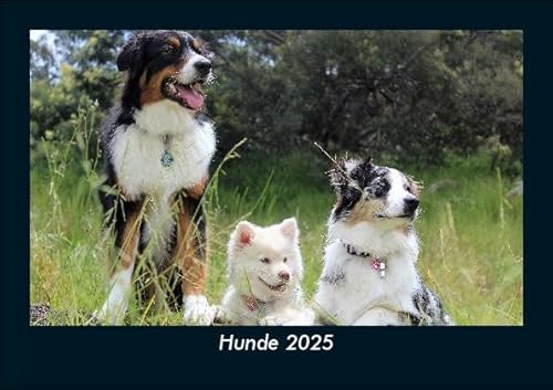 Hunde 2025 Fotokalender DIN A5: Monatskalender mit Bild-Motiven von Haustieren, Bauernhof, wilden Tieren und Raubtieren Hunde 2025 Fotokalender DIN A5: Monatskalender mit Bild-Motiven von Haustieren, Bauernhof, wilden Tieren und Raubtieren