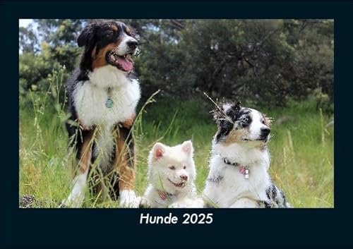 Hunde 2025 Fotokalender DIN A5: Monatskalender mit Bild-Motiven von Haustieren, Bauernhof, wilden Tieren und Raubtieren Hunde 2025 Fotokalender DIN A5: Monatskalender mit Bild-Motiven von Haustieren, Bauernhof, wilden Tieren und Raubtieren