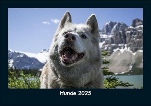 Hunde 2025 Fotokalender DIN A5: Monatskalender mit Bild-Motiven von Haustieren, Bauernhof, wilden Tieren und Raubtieren Hunde 2025 Fotokalender DIN A5: Monatskalender mit Bild-Motiven von Haustieren, Bauernhof, wilden Tieren und Raubtieren