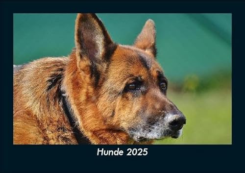 Hunde 2025 Fotokalender DIN A5: Monatskalender mit Bild-Motiven von Haustieren, Bauernhof, wilden Tieren und Raubtieren Hunde 2025 Fotokalender DIN A5: Monatskalender mit Bild-Motiven von Haustieren, Bauernhof, wilden Tieren und Raubtieren
