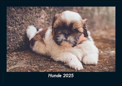 Hunde 2025 Fotokalender DIN A5: Monatskalender mit Bild-Motiven von Haustieren, Bauernhof, wilden Tieren und Raubtieren Hunde 2025 Fotokalender DIN A5: Monatskalender mit Bild-Motiven von Haustieren, Bauernhof, wilden Tieren und Raubtieren