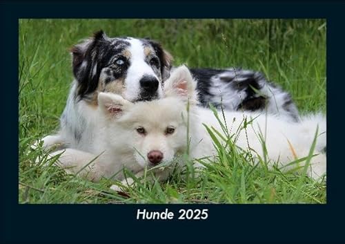 Hunde 2025 Fotokalender DIN A5: Monatskalender mit Bild-Motiven von Haustieren, Bauernhof, wilden Tieren und Raubtieren Hunde 2025 Fotokalender DIN A5: Monatskalender mit Bild-Motiven von Haustieren, Bauernhof, wilden Tieren und Raubtieren