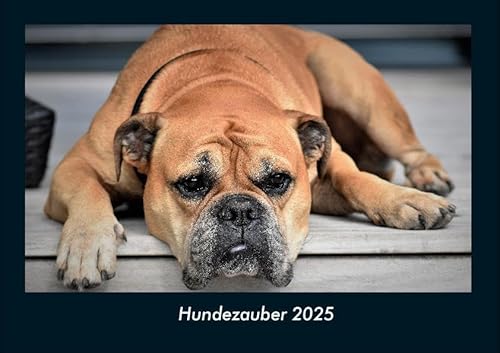 Hundezauber 2025 Fotokalender DIN A4: Monatskalender mit Bild-Motiven von Haustieren, Bauernhof, wilden Tieren und Raubtieren Hundezauber 2025 Fotokalender DIN A4: Monatskalender mit Bild-Motiven von Haustieren, Bauernhof, wilden Tieren und Raubtieren