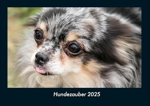 Hundezauber 2025 Fotokalender DIN A4: Monatskalender mit Bild-Motiven von Haustieren, Bauernhof, wilden Tieren und Raubtieren Hundezauber 2025 Fotokalender DIN A4: Monatskalender mit Bild-Motiven von Haustieren, Bauernhof, wilden Tieren und Raubtieren