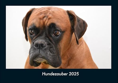 Hundezauber 2025 Fotokalender DIN A4: Monatskalender mit Bild-Motiven von Haustieren, Bauernhof, wilden Tieren und Raubtieren Hundezauber 2025 Fotokalender DIN A4: Monatskalender mit Bild-Motiven von Haustieren, Bauernhof, wilden Tieren und Raubtieren