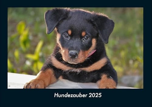 Hundezauber 2025 Fotokalender DIN A4: Monatskalender mit Bild-Motiven von Haustieren, Bauernhof, wilden Tieren und Raubtieren Hundezauber 2025 Fotokalender DIN A4: Monatskalender mit Bild-Motiven von Haustieren, Bauernhof, wilden Tieren und Raubtieren
