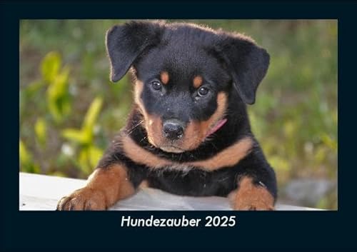 Hundezauber 2025 Fotokalender DIN A5: Monatskalender mit Bild-Motiven von Haustieren, Bauernhof, wilden Tieren und Raubtieren Hundezauber 2025 Fotokalender DIN A5: Monatskalender mit Bild-Motiven von Haustieren, Bauernhof, wilden Tieren und Raubtieren