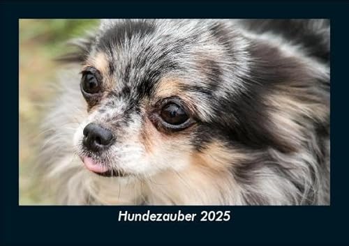 Hundezauber 2025 Fotokalender DIN A5: Monatskalender mit Bild-Motiven von Haustieren, Bauernhof, wilden Tieren und Raubtieren Hundezauber 2025 Fotokalender DIN A5: Monatskalender mit Bild-Motiven von Haustieren, Bauernhof, wilden Tieren und Raubtieren