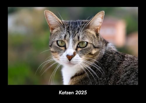 Katzen 2025 Fotokalender DIN A3: Monatskalender mit Bild-Motiven von Haustieren, Bauernhof, wilden Tieren und Raubtieren Katzen 2025 Fotokalender DIN A3: Monatskalender mit Bild-Motiven von Haustieren, Bauernhof, wilden Tieren und Raubtieren