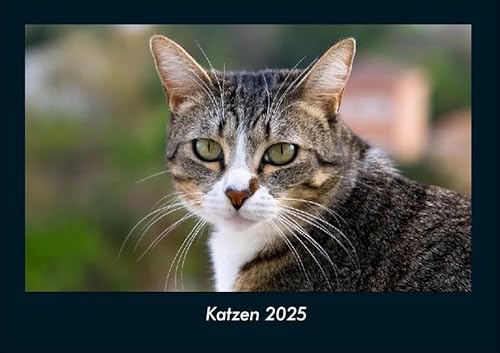 Katzen 2025 Fotokalender DIN A4: Monatskalender mit Bild-Motiven von Haustieren, Bauernhof, wilden Tieren und Raubtieren Katzen 2025 Fotokalender DIN A4: Monatskalender mit Bild-Motiven von Haustieren, Bauernhof, wilden Tieren und Raubtieren