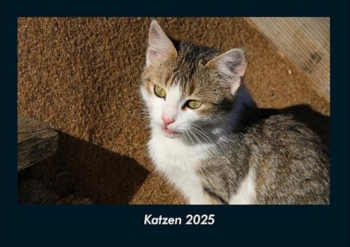 Katzen 2025 Fotokalender DIN A4: Monatskalender mit Bild-Motiven von Haustieren, Bauernhof, wilden Tieren und Raubtieren Katzen 2025 Fotokalender DIN A4: Monatskalender mit Bild-Motiven von Haustieren, Bauernhof, wilden Tieren und Raubtieren