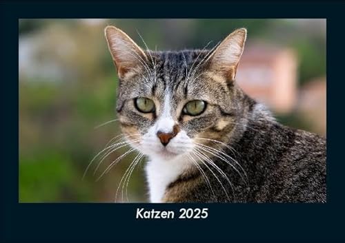 Katzen 2025 Fotokalender DIN A5: Monatskalender mit Bild-Motiven von Haustieren, Bauernhof, wilden Tieren und Raubtieren Katzen 2025 Fotokalender DIN A5: Monatskalender mit Bild-Motiven von Haustieren, Bauernhof, wilden Tieren und Raubtieren