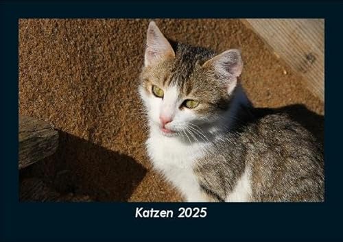 Katzen 2025 Fotokalender DIN A5: Monatskalender mit Bild-Motiven von Haustieren, Bauernhof, wilden Tieren und Raubtieren Katzen 2025 Fotokalender DIN A5: Monatskalender mit Bild-Motiven von Haustieren, Bauernhof, wilden Tieren und Raubtieren