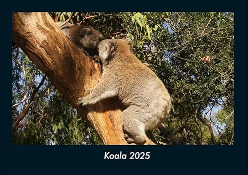 Koala 2025 Fotokalender DIN A4: Monatskalender mit Bild-Motiven von Haustieren, Bauernhof, wilden Tieren und Raubtieren Koala 2025 Fotokalender DIN A4: Monatskalender mit Bild-Motiven von Haustieren, Bauernhof, wilden Tieren und Raubtieren