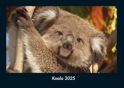 Koala 2025 Fotokalender DIN A4: Monatskalender mit Bild-Motiven von Haustieren, Bauernhof, wilden Tieren und Raubtieren Koala 2025 Fotokalender DIN A4: Monatskalender mit Bild-Motiven von Haustieren, Bauernhof, wilden Tieren und Raubtieren