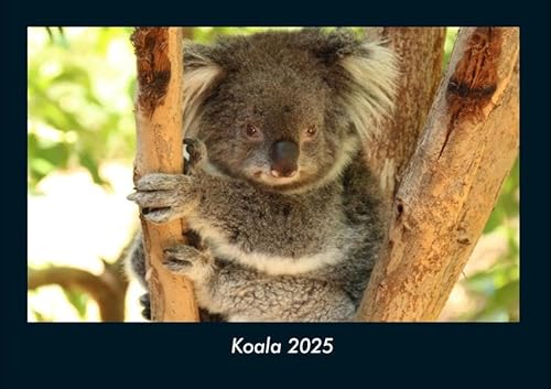 Koala 2025 Fotokalender DIN A4: Monatskalender mit Bild-Motiven von Haustieren, Bauernhof, wilden Tieren und Raubtieren Koala 2025 Fotokalender DIN A4: Monatskalender mit Bild-Motiven von Haustieren, Bauernhof, wilden Tieren und Raubtieren