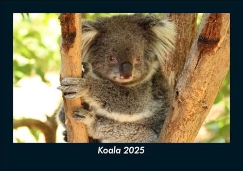 Koala 2025 Fotokalender DIN A5: Monatskalender mit Bild-Motiven von Haustieren, Bauernhof, wilden Tieren und Raubtieren Koala 2025 Fotokalender DIN A5: Monatskalender mit Bild-Motiven von Haustieren, Bauernhof, wilden Tieren und Raubtieren