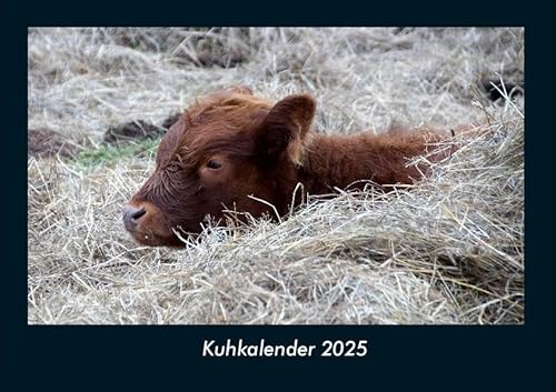 Kuhkalender 2025 Fotokalender DIN A4: Monatskalender mit Bild-Motiven von Haustieren, Bauernhof, wilden Tieren und Raubtieren Kuhkalender 2025 Fotokalender DIN A4: Monatskalender mit Bild-Motiven von Haustieren, Bauernhof, wilden Tieren und Raubtieren