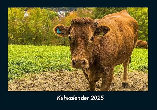 Kuhkalender 2025 Fotokalender DIN A4: Monatskalender mit Bild-Motiven von Haustieren, Bauernhof, wilden Tieren und Raubtieren Kuhkalender 2025 Fotokalender DIN A4: Monatskalender mit Bild-Motiven von Haustieren, Bauernhof, wilden Tieren und Raubtieren