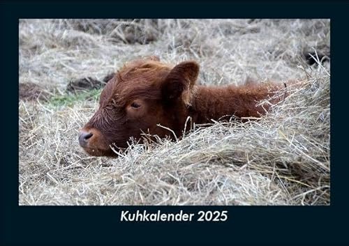 Kuhkalender 2025 Fotokalender DIN A5: Monatskalender mit Bild-Motiven von Haustieren, Bauernhof, wilden Tieren und Raubtieren Kuhkalender 2025 Fotokalender DIN A5: Monatskalender mit Bild-Motiven von Haustieren, Bauernhof, wilden Tieren und Raubtieren