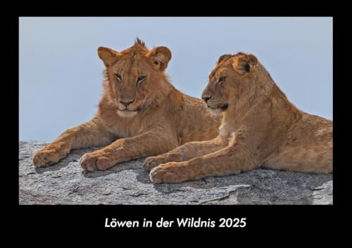 Löwen in der Wildnis 2025 Fotokalender DIN A3: Monatskalender mit Bild-Motiven von Haustieren, Bauernhof, wilden Tieren und Raubtieren Löwen in der Wildnis 2025 Fotokalender DIN A3: Monatskalender mit Bild-Motiven von Haustieren, Bauernhof, wilden Tieren und Raubtieren