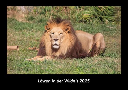 Löwen in der Wildnis 2025 Fotokalender DIN A3: Monatskalender mit Bild-Motiven von Haustieren, Bauernhof, wilden Tieren und Raubtieren Löwen in der Wildnis 2025 Fotokalender DIN A3: Monatskalender mit Bild-Motiven von Haustieren, Bauernhof, wilden Tieren und Raubtieren
