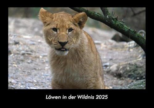 Löwen in der Wildnis 2025 Fotokalender DIN A3: Monatskalender mit Bild-Motiven von Haustieren, Bauernhof, wilden Tieren und Raubtieren Löwen in der Wildnis 2025 Fotokalender DIN A3: Monatskalender mit Bild-Motiven von Haustieren, Bauernhof, wilden Tieren und Raubtieren