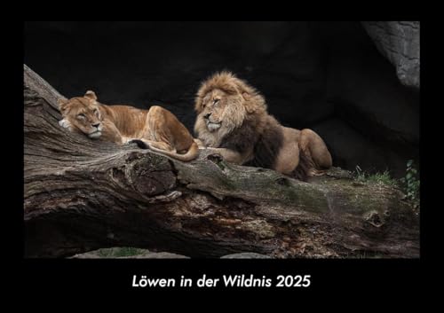 Löwen in der Wildnis 2025 Fotokalender DIN A3: Monatskalender mit Bild-Motiven von Haustieren, Bauernhof, wilden Tieren und Raubtieren Löwen in der Wildnis 2025 Fotokalender DIN A3: Monatskalender mit Bild-Motiven von Haustieren, Bauernhof, wilden Tieren und Raubtieren