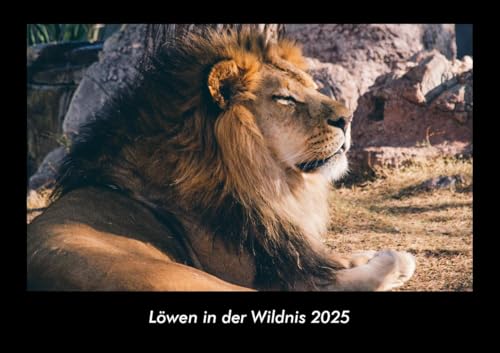 Löwen in der Wildnis 2025 Fotokalender DIN A3: Monatskalender mit Bild-Motiven von Haustieren, Bauernhof, wilden Tieren und Raubtieren Löwen in der Wildnis 2025 Fotokalender DIN A3: Monatskalender mit Bild-Motiven von Haustieren, Bauernhof, wilden Tieren und Raubtieren