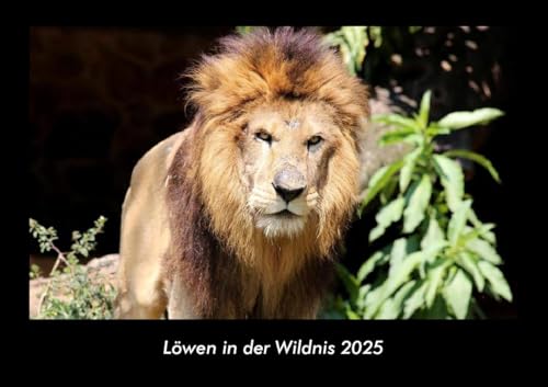 Löwen in der Wildnis 2025 Fotokalender DIN A3: Monatskalender mit Bild-Motiven von Haustieren, Bauernhof, wilden Tieren und Raubtieren Löwen in der Wildnis 2025 Fotokalender DIN A3: Monatskalender mit Bild-Motiven von Haustieren, Bauernhof, wilden Tieren und Raubtieren