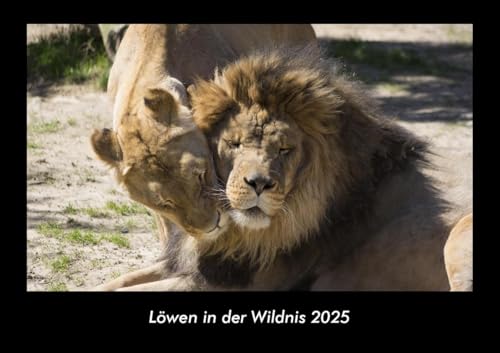 Löwen in der Wildnis 2025 Fotokalender DIN A3: Monatskalender mit Bild-Motiven von Haustieren, Bauernhof, wilden Tieren und Raubtieren Löwen in der Wildnis 2025 Fotokalender DIN A3: Monatskalender mit Bild-Motiven von Haustieren, Bauernhof, wilden Tieren und Raubtieren