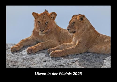 Löwen in der Wildnis 2025 Fotokalender DIN A3: Monatskalender mit Bild-Motiven von Haustieren, Bauernhof, wilden Tieren und Raubtieren Löwen in der Wildnis 2025 Fotokalender DIN A3: Monatskalender mit Bild-Motiven von Haustieren, Bauernhof, wilden Tieren und Raubtieren