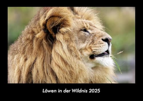 Löwen in der Wildnis 2025 Fotokalender DIN A3: Monatskalender mit Bild-Motiven von Haustieren, Bauernhof, wilden Tieren und Raubtieren Löwen in der Wildnis 2025 Fotokalender DIN A3: Monatskalender mit Bild-Motiven von Haustieren, Bauernhof, wilden Tieren und Raubtieren