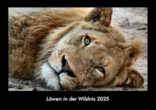 Löwen in der Wildnis 2025 Fotokalender DIN A3: Monatskalender mit Bild-Motiven von Haustieren, Bauernhof, wilden Tieren und Raubtieren Löwen in der Wildnis 2025 Fotokalender DIN A3: Monatskalender mit Bild-Motiven von Haustieren, Bauernhof, wilden Tieren und Raubtieren