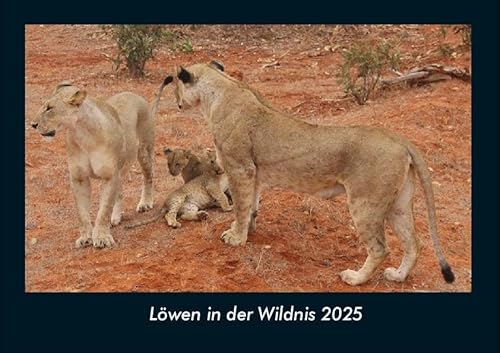 Löwen in der Wildnis 2025 Fotokalender DIN A4: Monatskalender mit Bild-Motiven von Haustieren, Bauernhof, wilden Tieren und Raubtieren Löwen in der Wildnis 2025 Fotokalender DIN A4: Monatskalender mit Bild-Motiven von Haustieren, Bauernhof, wilden Tieren und Raubtieren