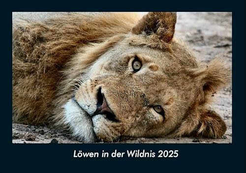Löwen in der Wildnis 2025 Fotokalender DIN A4: Monatskalender mit Bild-Motiven von Haustieren, Bauernhof, wilden Tieren und Raubtieren Löwen in der Wildnis 2025 Fotokalender DIN A4: Monatskalender mit Bild-Motiven von Haustieren, Bauernhof, wilden Tieren und Raubtieren