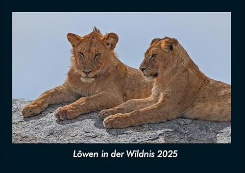 Löwen in der Wildnis 2025 Fotokalender DIN A4: Monatskalender mit Bild-Motiven von Haustieren, Bauernhof, wilden Tieren und Raubtieren Löwen in der Wildnis 2025 Fotokalender DIN A4: Monatskalender mit Bild-Motiven von Haustieren, Bauernhof, wilden Tieren und Raubtieren