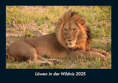 Löwen in der Wildnis 2025 Fotokalender DIN A4: Monatskalender mit Bild-Motiven von Haustieren, Bauernhof, wilden Tieren und Raubtieren Löwen in der Wildnis 2025 Fotokalender DIN A4: Monatskalender mit Bild-Motiven von Haustieren, Bauernhof, wilden Tieren und Raubtieren