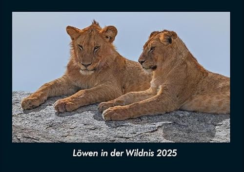 Löwen in der Wildnis 2025 Fotokalender DIN A4: Monatskalender mit Bild-Motiven von Haustieren, Bauernhof, wilden Tieren und Raubtieren Löwen in der Wildnis 2025 Fotokalender DIN A4: Monatskalender mit Bild-Motiven von Haustieren, Bauernhof, wilden Tieren und Raubtieren